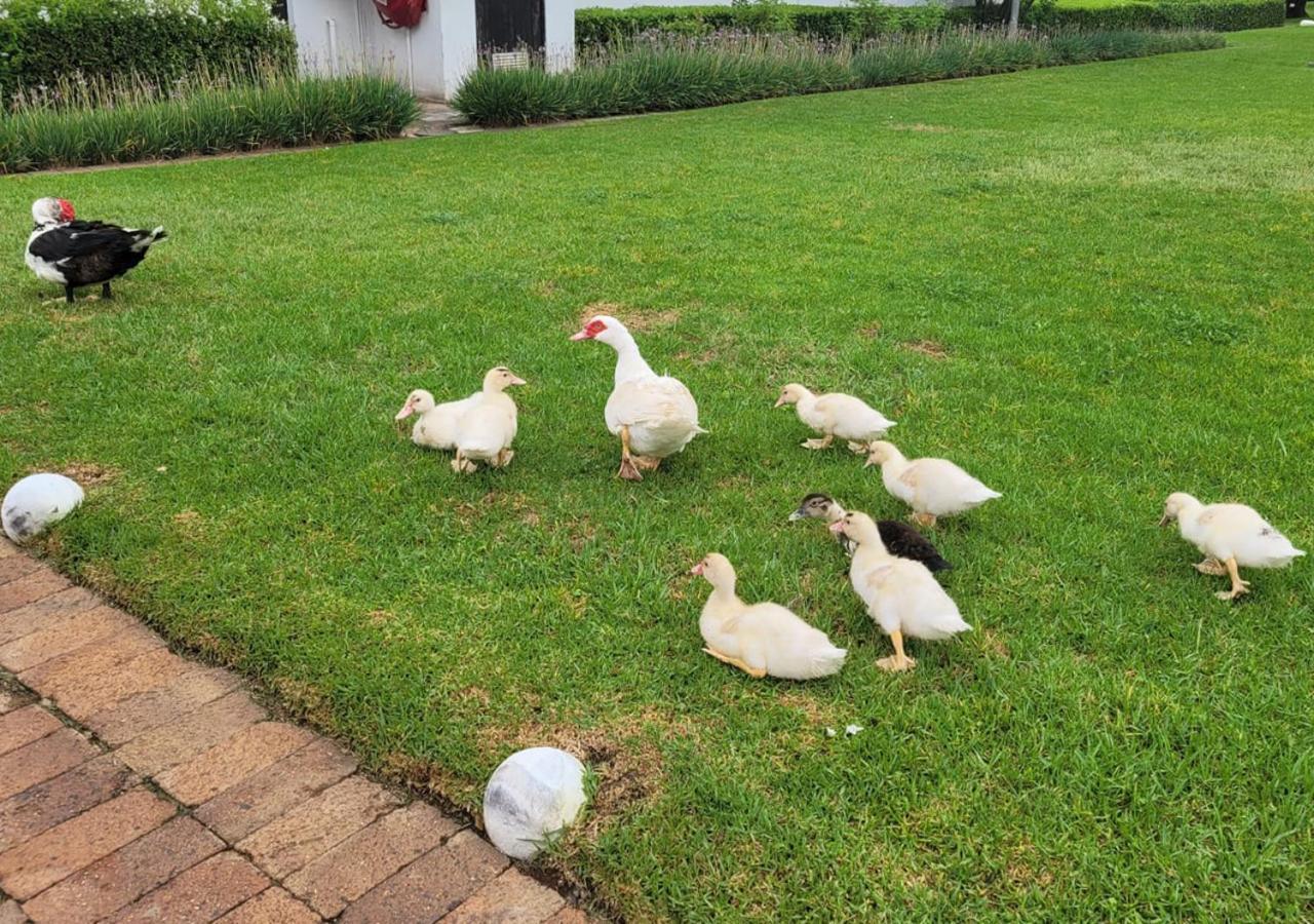 Kievits Kroon Gauteng Wine Estate Pretoria-Noord Εξωτερικό φωτογραφία